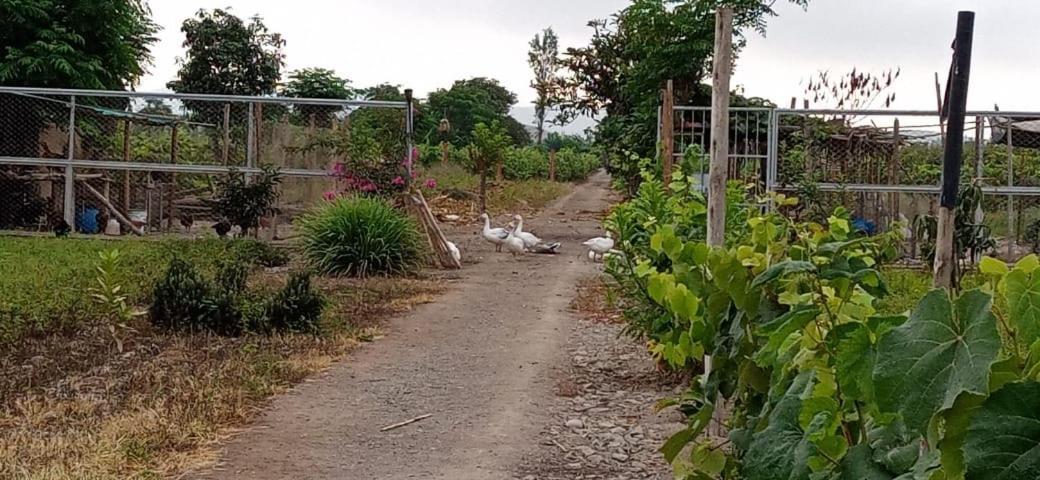 La Vina De Oscar Pensionat Nuevo Imperial Eksteriør billede