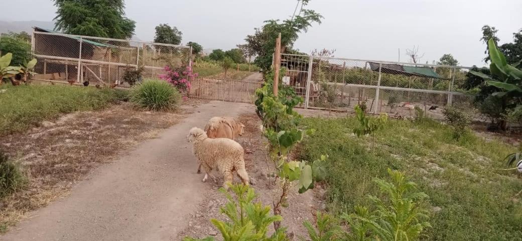 La Vina De Oscar Pensionat Nuevo Imperial Eksteriør billede