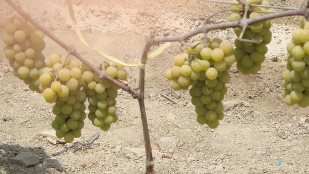 La Vina De Oscar Pensionat Nuevo Imperial Eksteriør billede